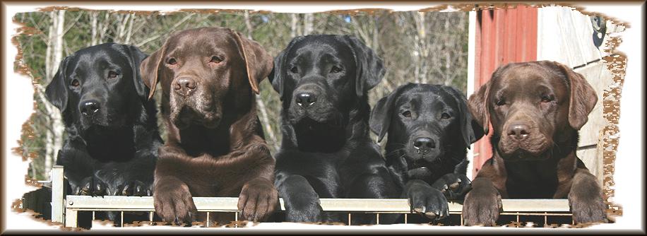 April Kennel Image