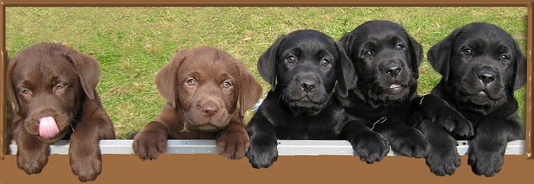 Kennel Tranåsens logotyp